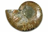 Cut & Polished Ammonite Fossil (Half) - Madagascar #377602-1